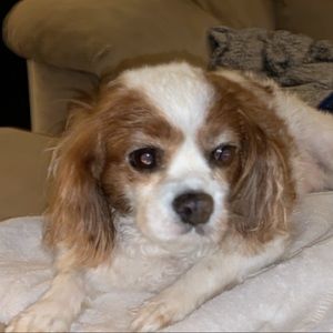 Meet your Posher, Ann